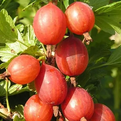 Крыжовник МАШЕКА в Волгограде