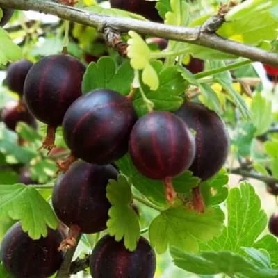 Крыжовник СЕВЕРНЫЙ КАПИТАН в Волгограде