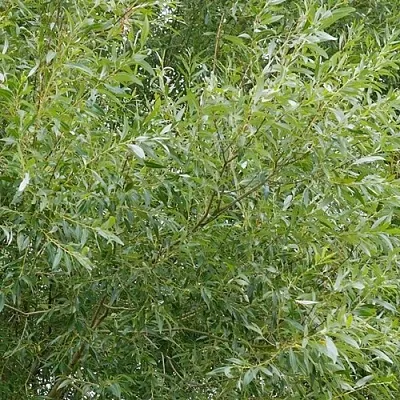 Ива ВИТЕЛЛИНА белая   Ива ВИТЕЛЛИНА белая  в Волгограде