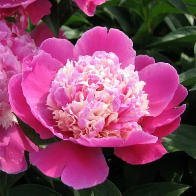 Пион КОРА СТАББС травянистый  Пион КОРА СТАББС травянистый в Волгограде