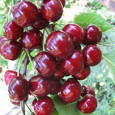 Черешня ОДРИНКА  Черешня ОДРИНКА в Волгограде