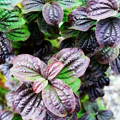 дерен КОМПРЕССА кроваво-красный  дерен КОМПРЕССА кроваво-красный в Волгограде