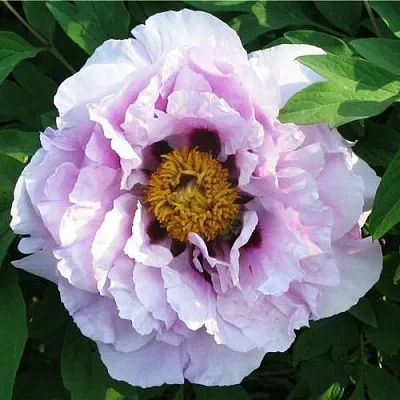 Пион СИНИЙ САПФИР древовидный в Волгограде