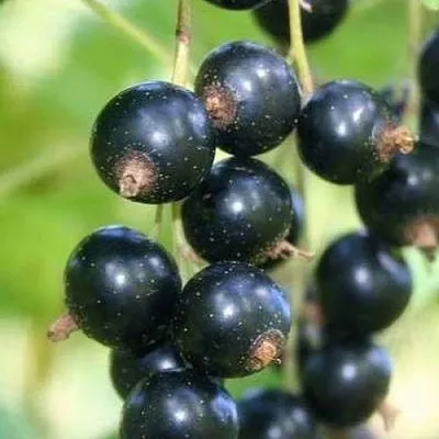 Смородина черная СТРЕЛЕЦ  Смородина черная СТРЕЛЕЦ в Волгограде