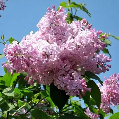 Сирень БУФФОН  Сирень БУФФОН в Волгограде