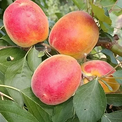 Абрикос ОСОБЕННЫЙ ДЕНИСЮКА в Волгограде