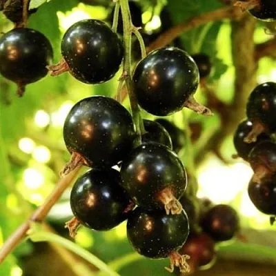 Смородина чёрная НАРА  Смородина чёрная НАРА в Волгограде