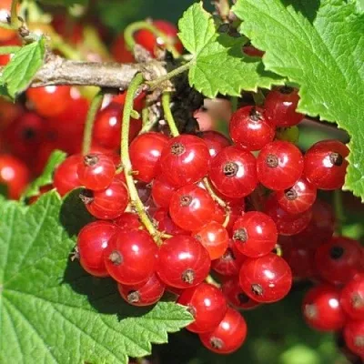 Смородина красная РАЧКОВСКАЯ в Волгограде