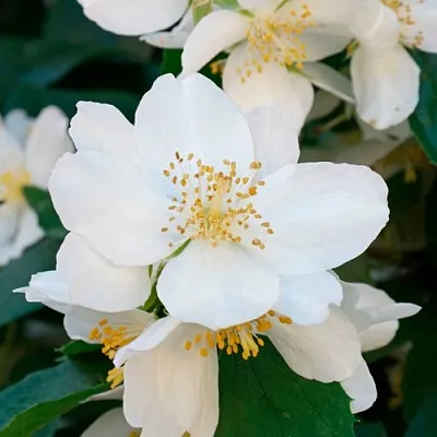 Жасмин ЮСТИНКА в Волгограде