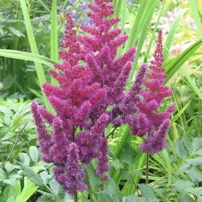 Астильба КАРАОКЕ ПАРТИ китайская в Волгограде