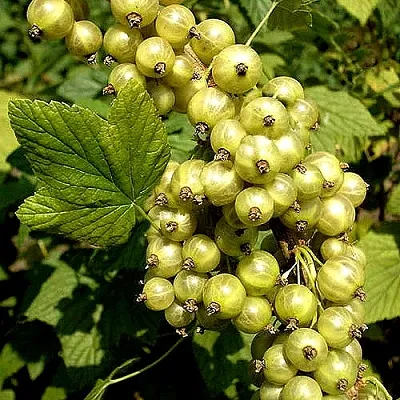 Смородина зеленоплодная СНЕЖНАЯ КОРОЛЕВА в Волгограде