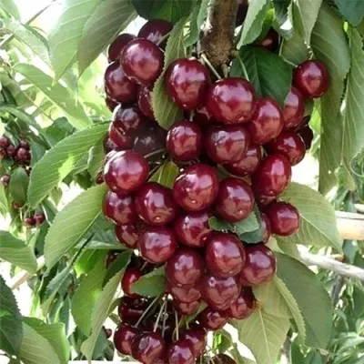 Черешня СИЛЬВИЯ колоновидная — описание сорта Черешня СИЛЬВИЯ колоновидная в Волгограде