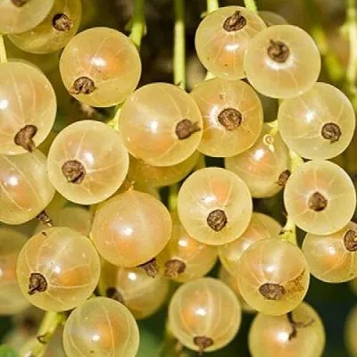 Смородина белая СМОЛЬЯНИНОВСКАЯ в Волгограде