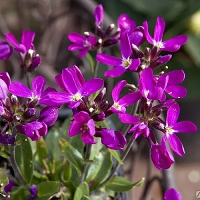 Арабис РОУЗ делайт в Волгограде