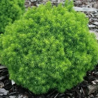 Ель АЛЬБЕРТА ГЛОБ сизая в Волгограде