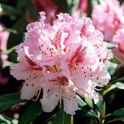 Рододендрон ЧИР  Рододендрон ЧИР в Волгограде