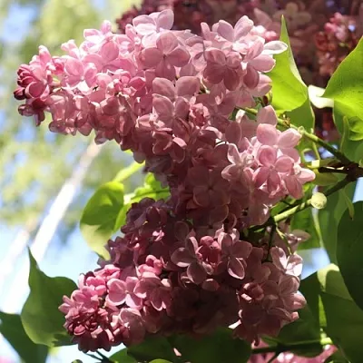 Сирень МЕДОВЫЙ СПАС  Сирень МЕДОВЫЙ СПАС в Волгограде