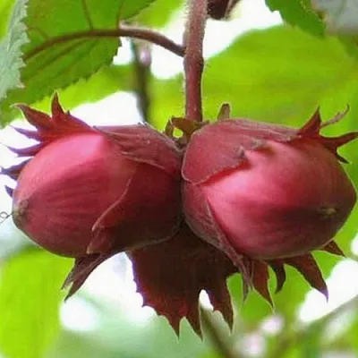 Фундук АЙВЕНГО в Волгограде