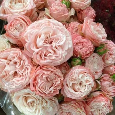 Саженцы роз МАДАМ БОМБАСТИК спрей  Саженцы роз МАДАМ БОМБАСТИК спрей в Волгограде