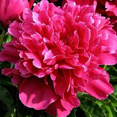 Пион ВИКТУАР ДЕ ЛА МАРН травянистый  Пион ВИКТУАР ДЕ ЛА МАРН травянистый в Волгограде