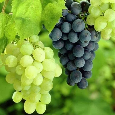 Столовый  Столовый в Волгограде