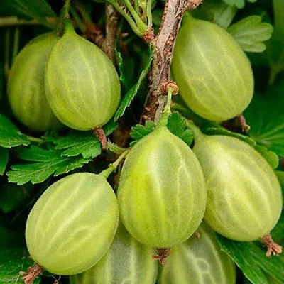 Крыжовник УРАЛЬСКИЙ ИЗУМРУД в Волгограде