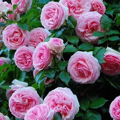 Саженцы роз ПЬЕР ДЕ РОНСАР плетистая  Саженцы роз ПЬЕР ДЕ РОНСАР плетистая в Волгограде