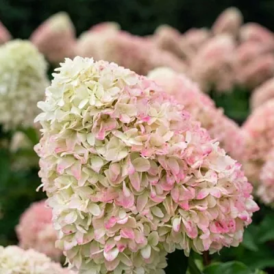 Гортензия САММЕР ЛАВ метельчатая  Гортензия САММЕР ЛАВ метельчатая в Волгограде