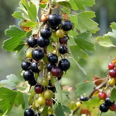 Смородина золотистая ПЛОТНОМЯСАЯ  Смородина золотистая ПЛОТНОМЯСАЯ в Волгограде