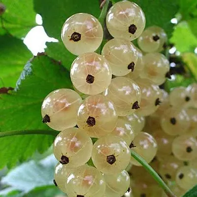 Смородина белая ЮТЕРБОРГСКАЯ  Смородина белая ЮТЕРБОРГСКАЯ в Волгограде