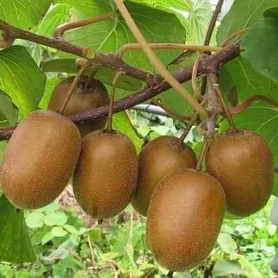 Актинидия ХЕЙВАРД деликатесная   Актинидия ХЕЙВАРД деликатесная  в Волгограде