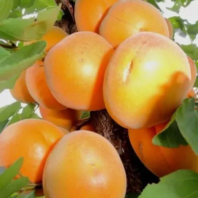 Абрикос ДЕСЕРТНЫЙ — описание сорта Абрикос ДЕСЕРТНЫЙ в Волгограде