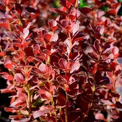 Барбарис ВУЛКАНО тунберга  Барбарис ВУЛКАНО тунберга в Волгограде