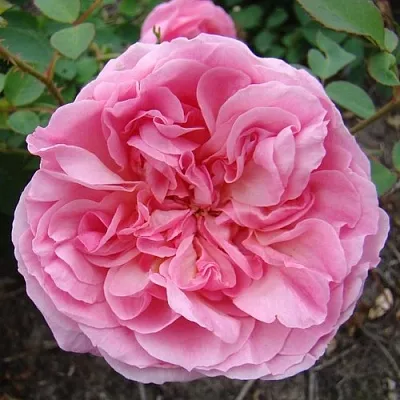 Саженцы роз ХАЙДИ ХОЛЛ английская  Саженцы роз ХАЙДИ ХОЛЛ английская в Волгограде