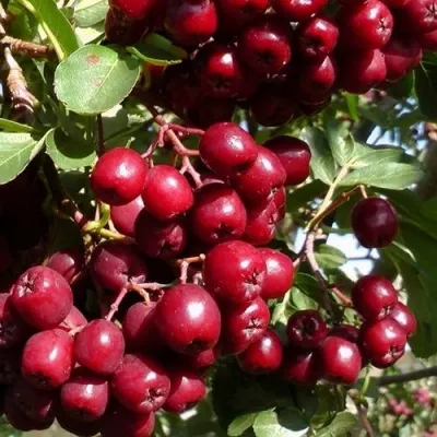 Рябина ГРАНАТНАЯ сладкоплодная — описание сорта Рябина ГРАНАТНАЯ сладкоплодная в Волгограде