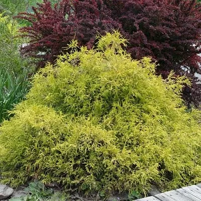 Кипарисовик ГОЛДЕН МОП горохоплодный в Волгограде