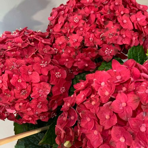 Гортензия ЭНДЛЕСС САММЕР ЛАВ крупнолистная в Волгограде