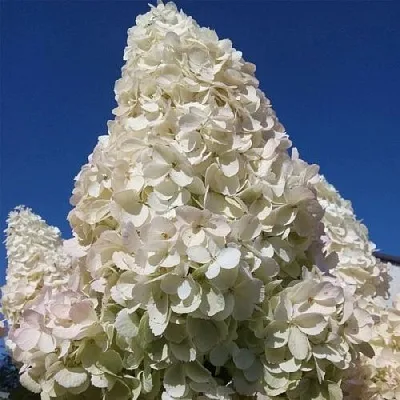 Белая в Волгограде