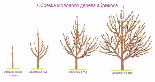 АБРИКОСЫ АБРИКОСЫ