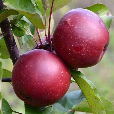 Яблоня красномясая в Волгограде