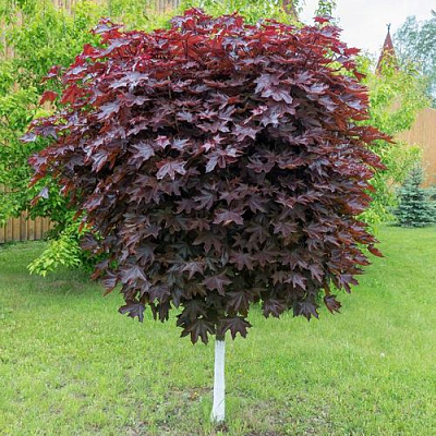 Клен красный в Волгограде