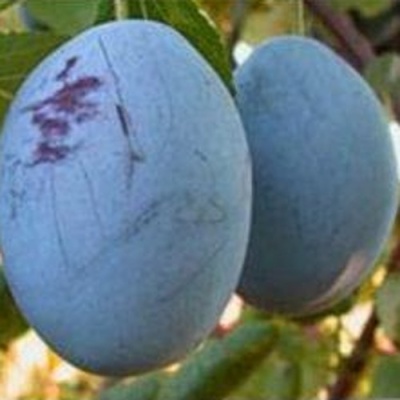 Слива ОДА в Волгограде