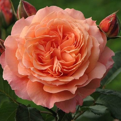 Роза шраб в Волгограде