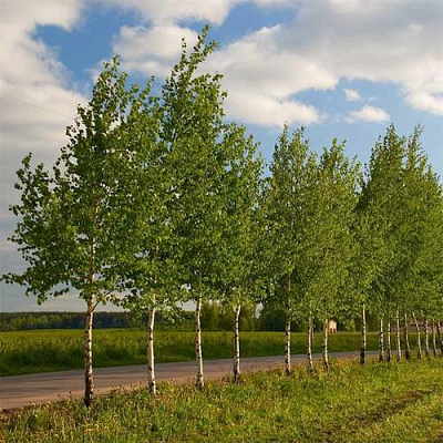 Береза обыкновенная в Волгограде