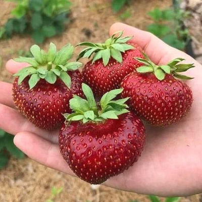 Клубника МАЛЬВИНА в Волгограде