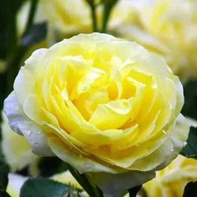 Роза КОМТЕСС ДЮ БАРИ флорибунда  в Волгограде