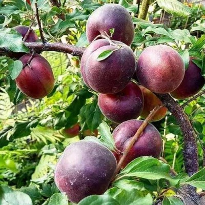 Абрикос ЧЕРНЫЙ БАРХАТ в Волгограде