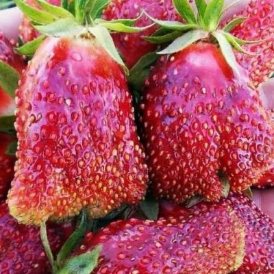 Клубника КУПЧИХА в Волгограде