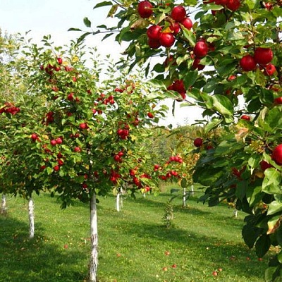 Плодовые деревья в Волгограде