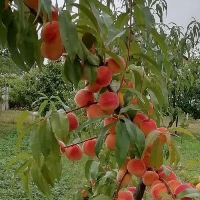 Персик ВУЛКАН в Волгограде
